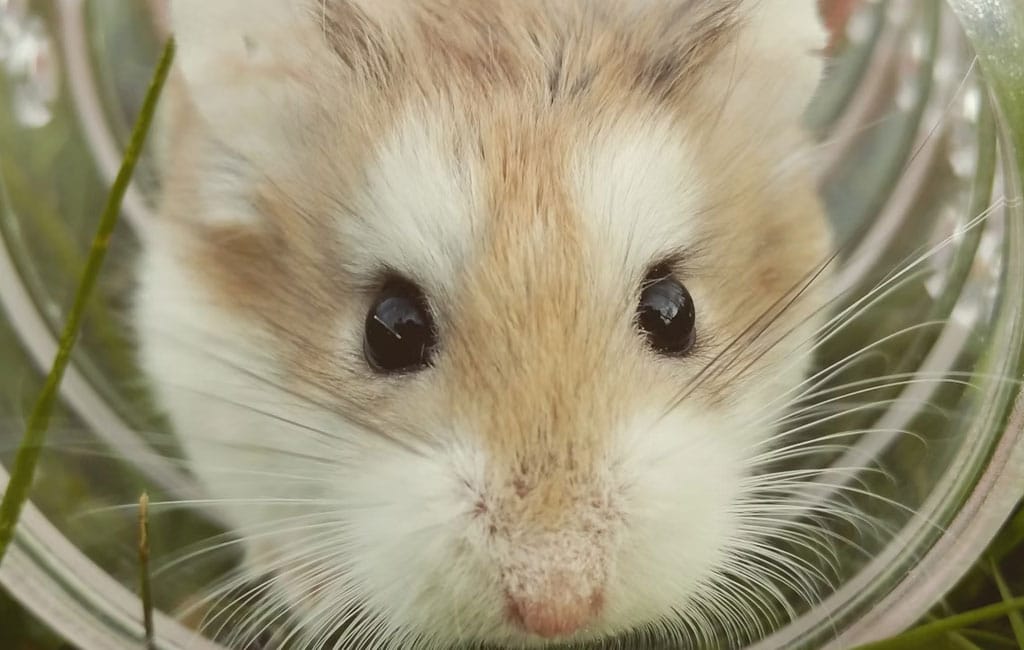 13 Facts About Hamsters You Probably Didn’t Know