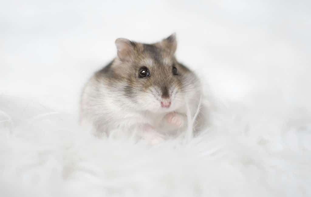 The Dangers of Fluffy Hamster Bedding